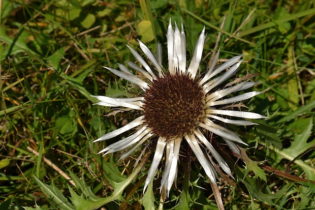 krasovlas bezbyľový pravý Carlina acaulis subsp. acaulis L.