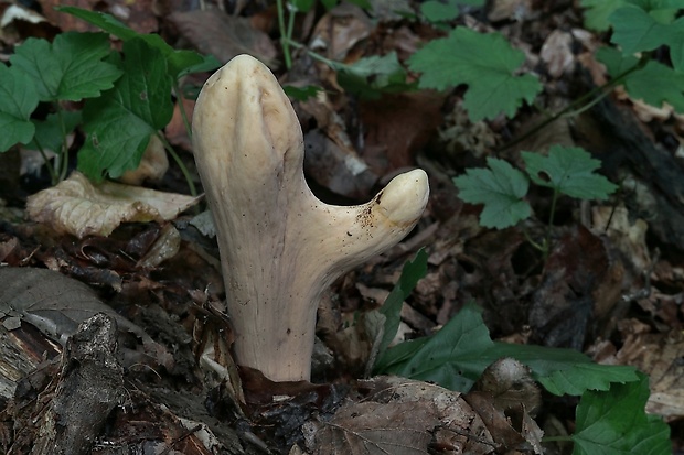 kyjak obrovský Clavariadelphus pistillaris (Fr.) Donk