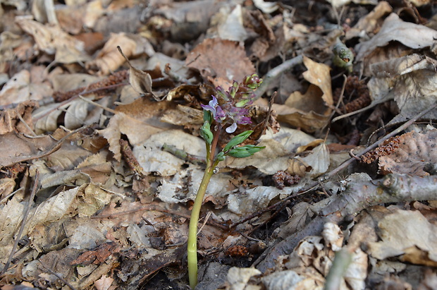 chochlačka plná Corydalis solida (L.) Clairv.