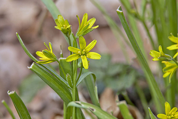 krivec žltý Gagea lutea (L.) Ker Gawl.