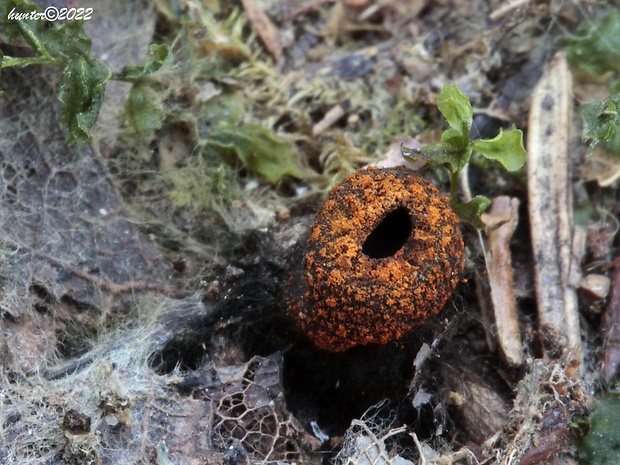 pakorienkovka čierna Plectania melastoma (Sowerby) Fuckel