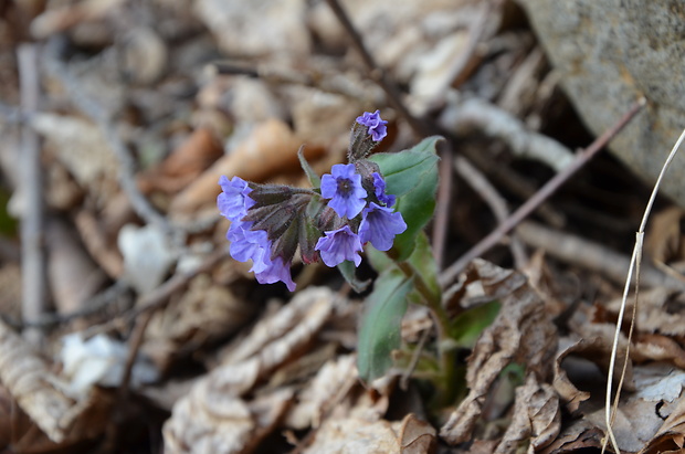 pľúcnik lekársky Pulmonaria officinalis L.