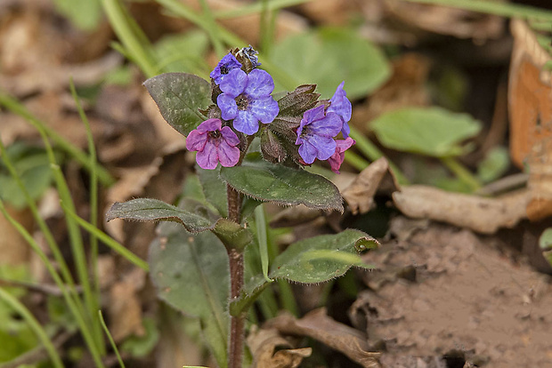 pľúcnik lekársky Pulmonaria officinalis L.