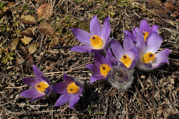 poniklec slovenský Pulsatilla slavica Reuss