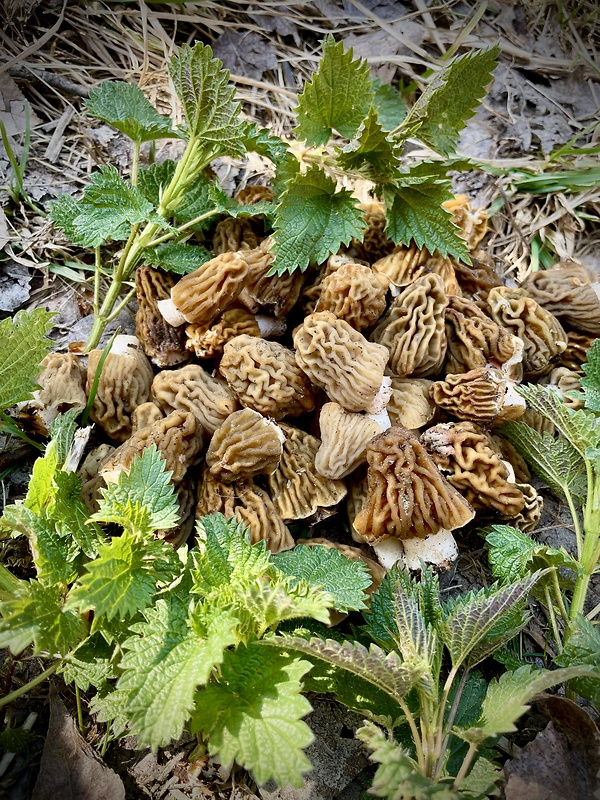 smrčkovec český Verpa bohemica (Krombh.) J. Schröt.