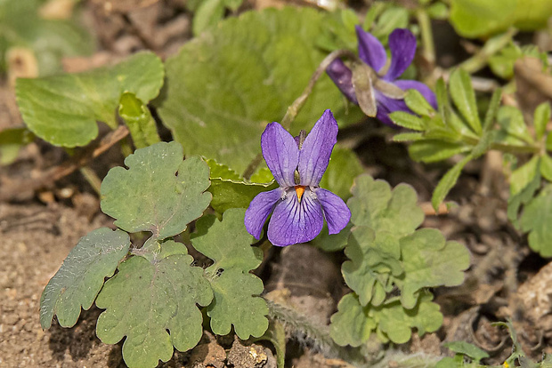 fialka voňavá Viola odorata L.