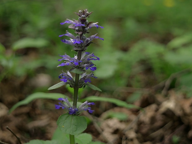 zbehovec plazivý Ajuga reptans L.