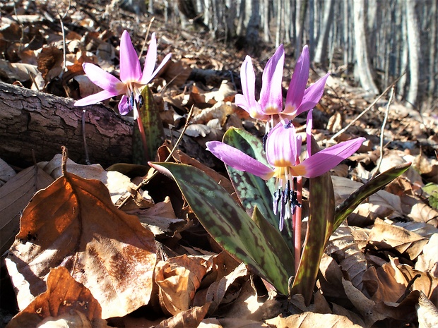 kandik psí Erythronium dens-canis L.