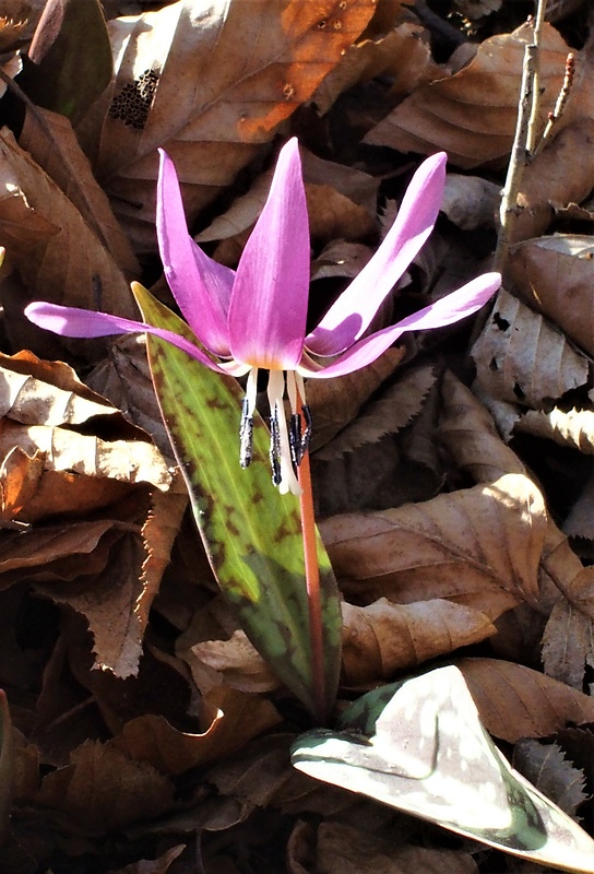 kandik psí Erythronium dens-canis L.