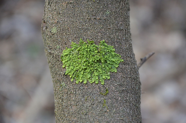 dukátovka Frullania  (L.) Dumort.