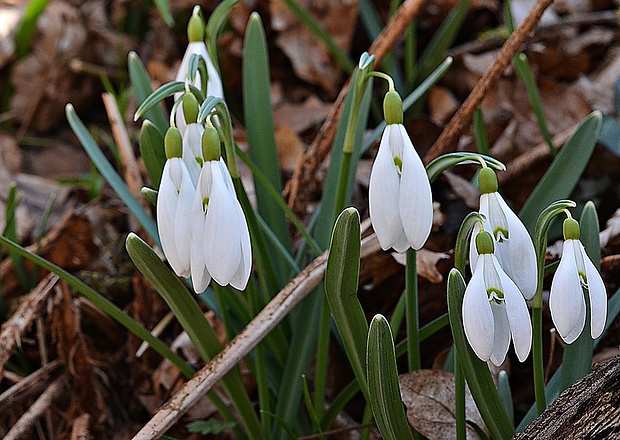 snežienka jarná Galanthus nivalis L.