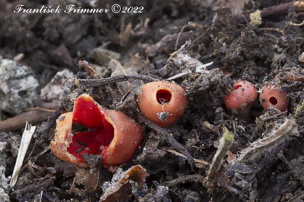 ohnivček zimný Microstoma protractum (Fr.) Kanouse