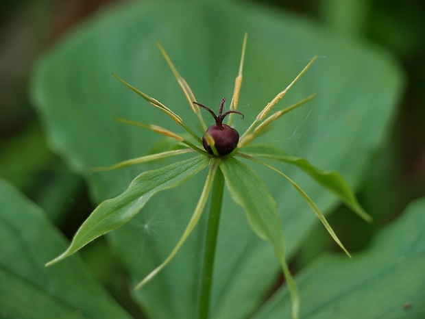 vranovec štvorlistý Paris quadrifolia L.