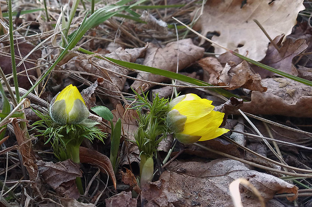 hlaváčik jarný Adonis vernalis L.