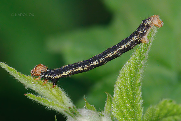 piadivka pomarančová Agriopis aurantiaria