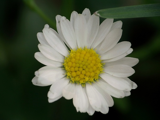 sedmokráska obyčajná Bellis perennis L.