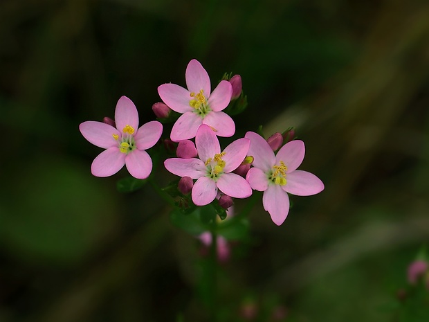 zemežlč menšia Centaurium erythraea Rafn