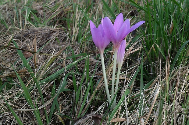 jesienka obyčajná Colchicum autumnale