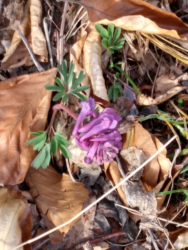 chochlačka plná Corydalis solida (L.) Clairv.