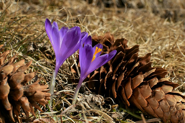 šafran spišský Crocus discolor G. Reuss