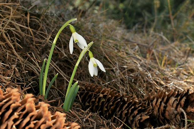 snežienka jarná Galanthus nivalis L.