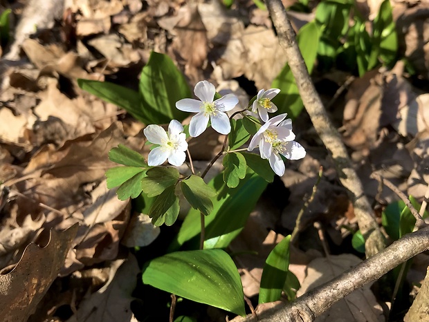 veterník žltuškovitý Isopyrum thalictroides L.