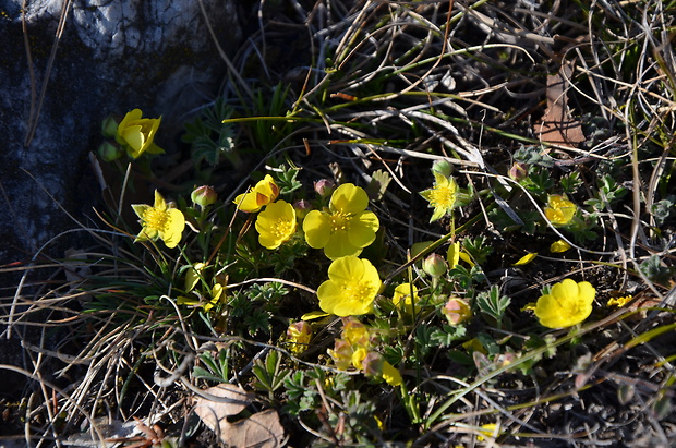 nátržník piesočný Potentilla arenaria Borkh.