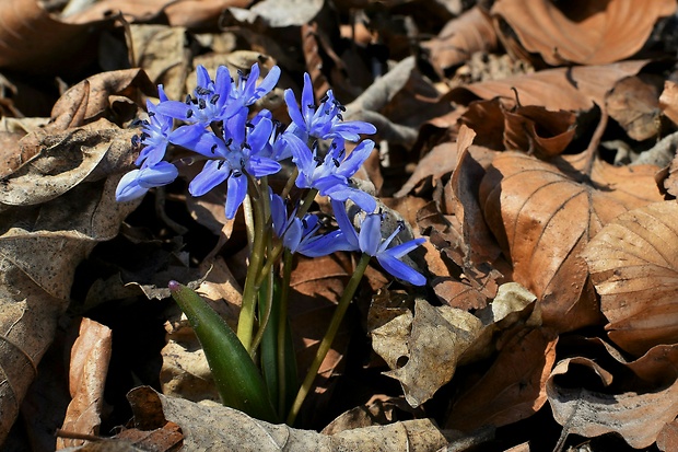 scila severná bukovská Scilla drunensis subsp. buekkensis (Speta) Kereszty