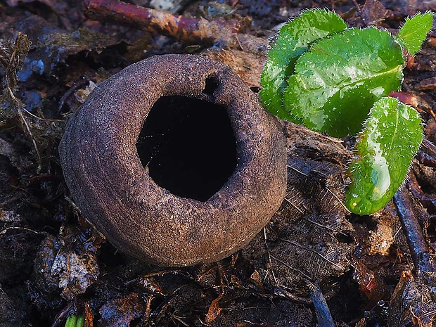 urnička kráterovitá Urnula craterium (Schwein.) Fr.