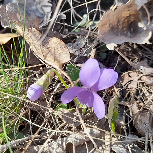 fialka kopcová Viola collina Besser