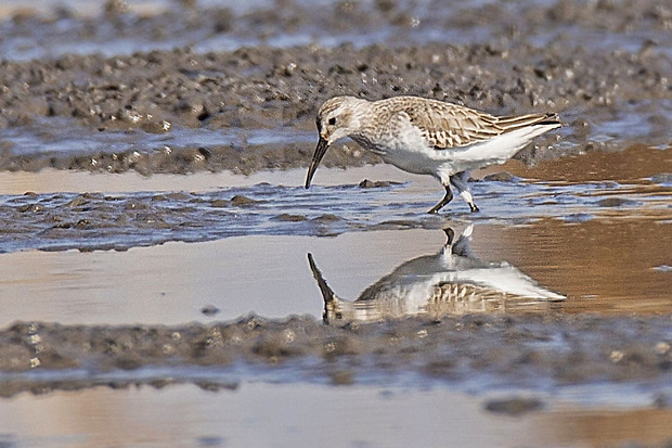 pobrežník čiernozobý Calidris alpina