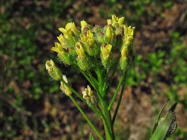 ľaničník maloplodý Camelina microcarpa Andrz. ex DC.