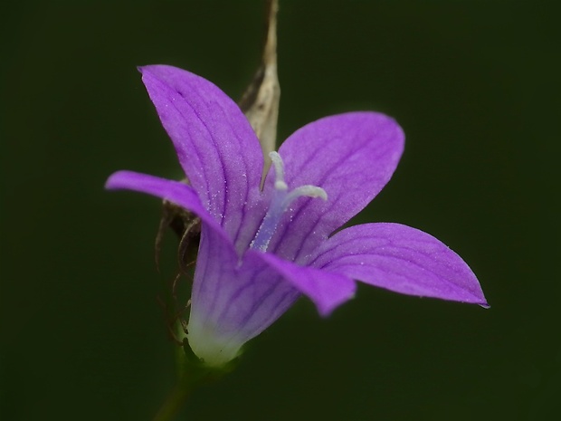 zvonček konáristý Campanula patula L.