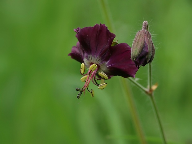 pakost hnedočervený Geranium phaeum L.