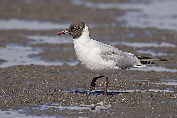 čajka smejivá Larus ridibundus