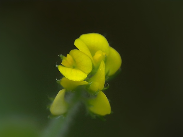 lucerna ďatelinová Medicago lupulina L.