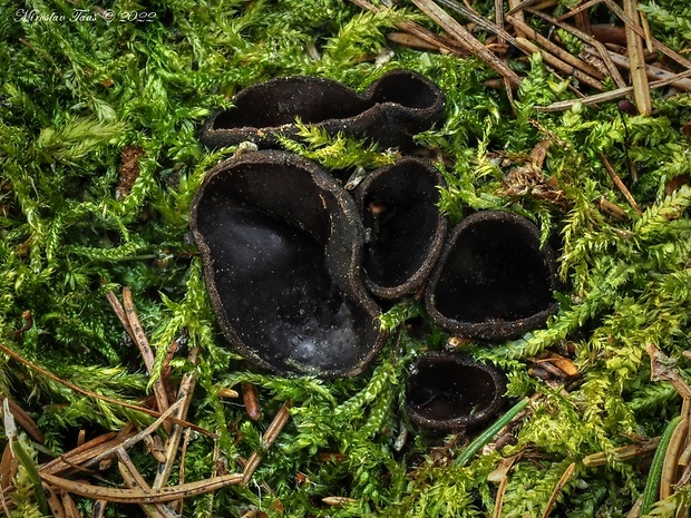 misôčka Pseudoplectania sp.