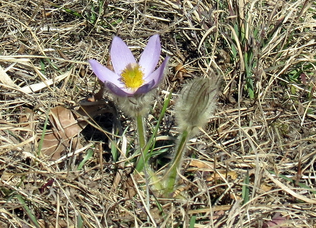 poniklec veľkokvetý Pulsatilla grandis Wender.