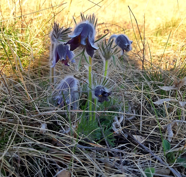 poniklec lúčny český Pulsatilla pratensis subsp. bohemica Skalický