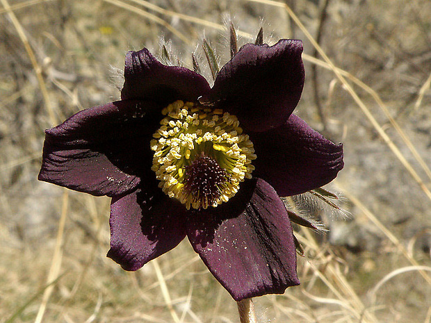 poniklec lúčny český Pulsatilla pratensis subsp. bohemica Skalický