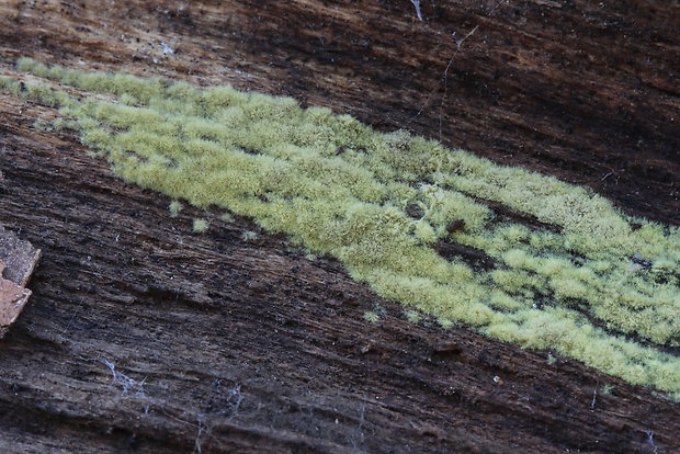 trichoderma Trichoderma sp.