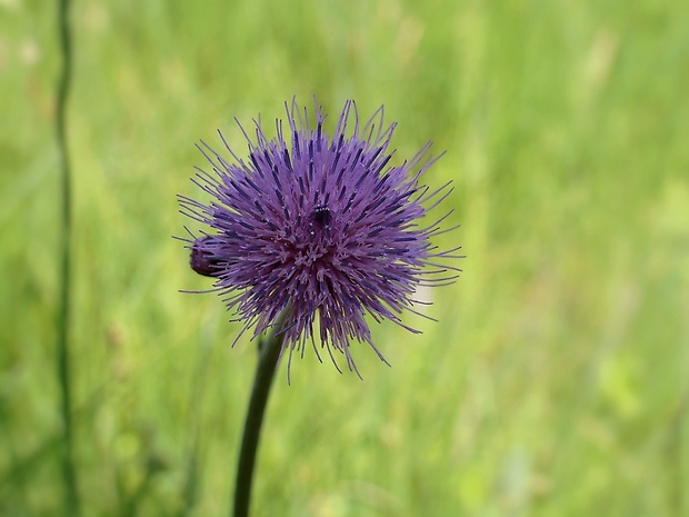 bodliak Carduus sp.