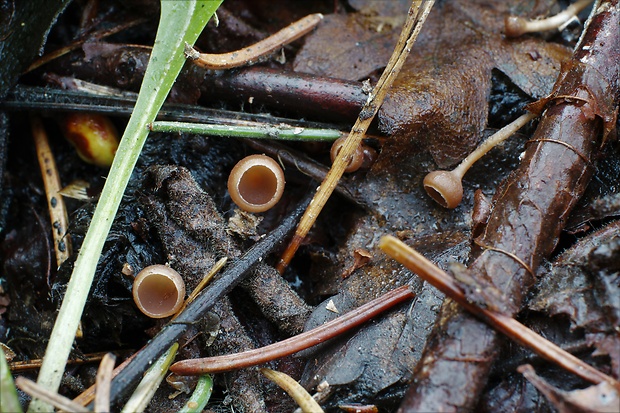 jahňadka Ciboria sp.