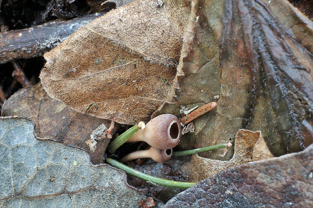 jahňadka Ciboria sp.