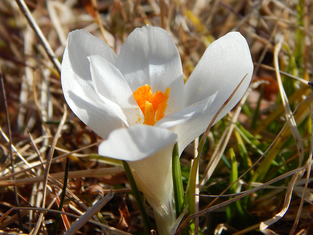 šafran bielokvetý Crocus albiflorus Kit. ex Schult.