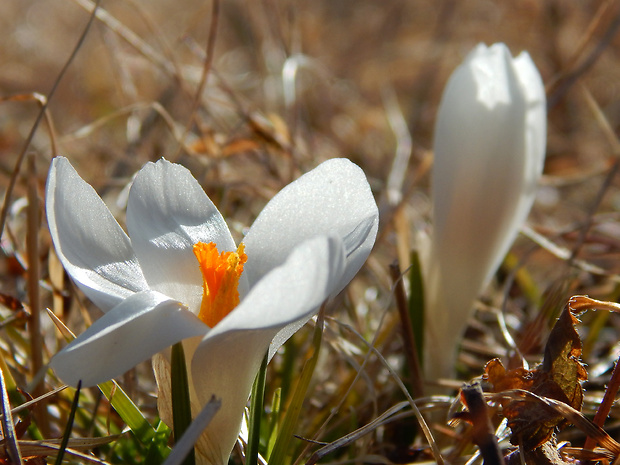 šafran bielokvetý Crocus albiflorus Kit. ex Schult.