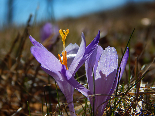 šafran karpatský Crocus heuffelianus Herb.