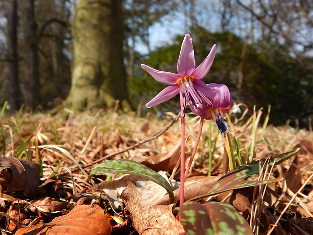 kandik psí Erythronium dens-canis L.