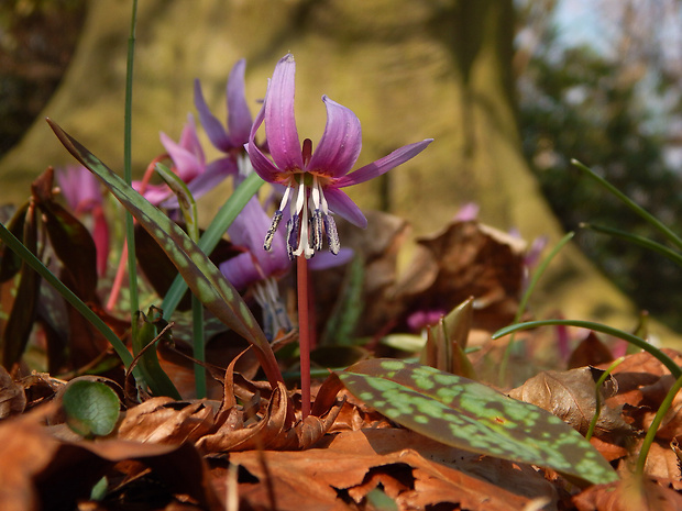 kandik psí Erythronium dens-canis L.