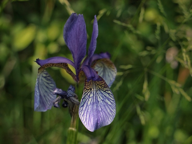 kosatec sibírsky Iris sibirica L.